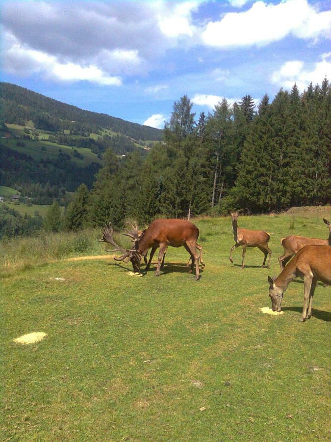 Pension - Bauernhof St. Lorenzen ob Murau Exterior foto